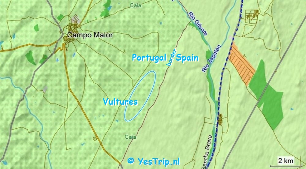 xxx Griffon vultures Vultures near Campo Maior